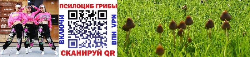 купить  сайты  Таруса  Псилоцибиновые грибы Psilocybe 
